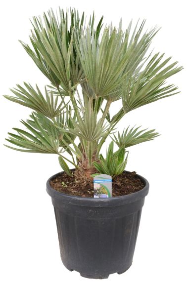 Chamaerops humilis palm 1