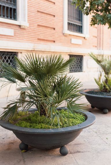 Chamaerops humilis palm tuinplant 1