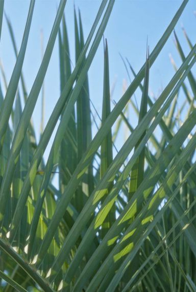 Chamaerops humilis tuinplant p18