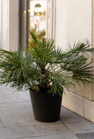 Chamaerops humilis tuinplant p30