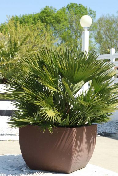 Chamaerops vulcano tuinplant 1