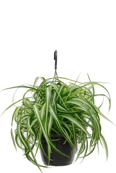 Chlorophytum bonnie hangplant 1