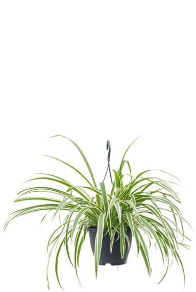 Chlorophytum hangplant 1