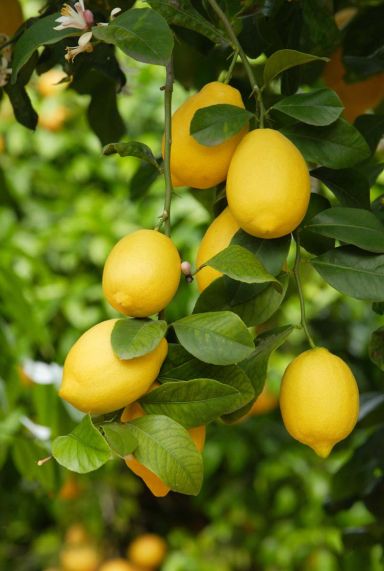 Citrus lemon tuinplanten 1