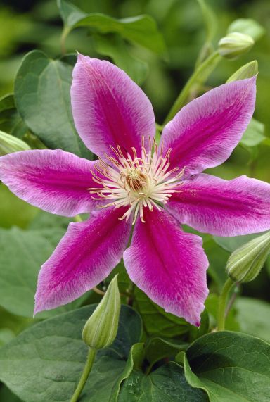 Clematis dr ruppel tuinplant