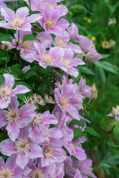 Clematis hagley hybrid tuinplant