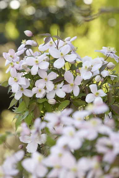 Clematis montana rubens tuinplant