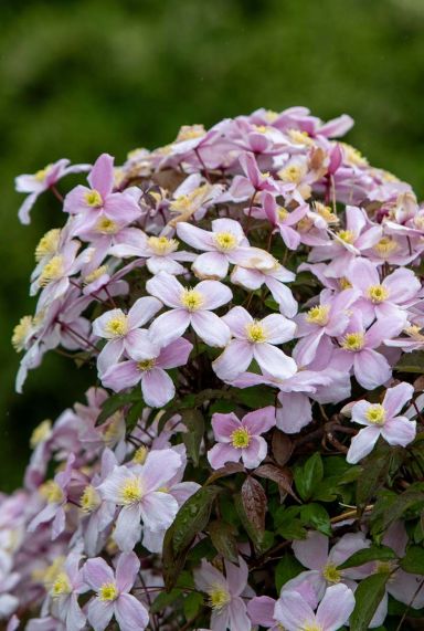Clematis montana tetrarose tuinplant 14