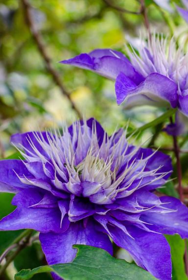 Clematis multi blue tuinplant p23 1