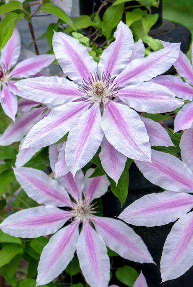 Clematis nelly moser tuinplant p23