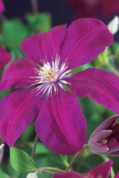 Clematis rouge cardinal tuinplant