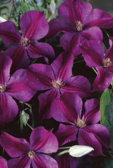 Clematis star of india tuinplant