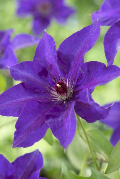 Clematis the president tuinplant