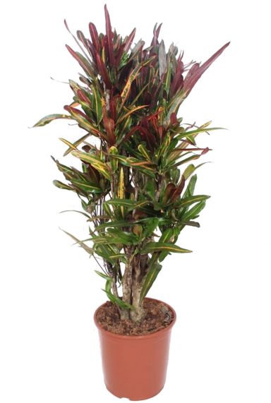 Codiaeum mammi croton 30