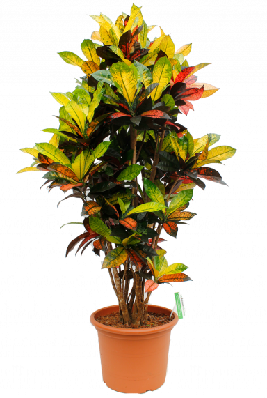 CODIAEUM MRS.ICETON - WONDERSTRUIK 40cm