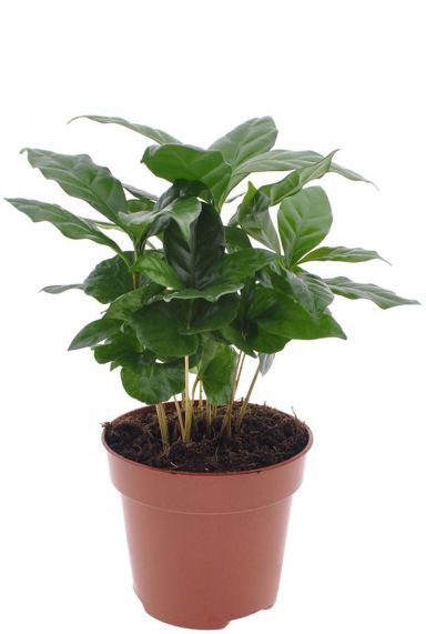 Coffea arabica plant 12