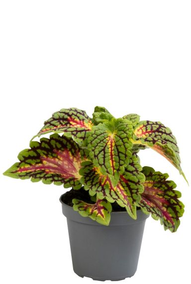 Coleus spacecake