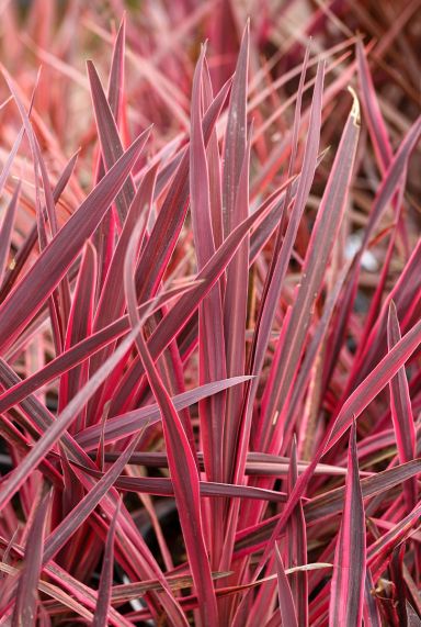 Cordyline australis red star tuinplant