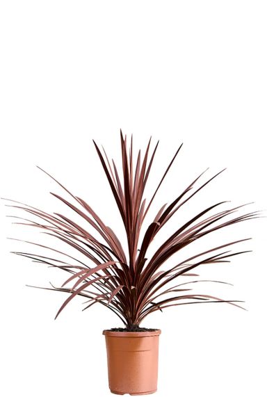 Cordyline australis tuinplanten