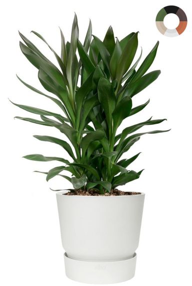 Cordyline glauca in greenville pot 1