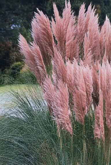 Cortaderia rosea pampas tuinplant