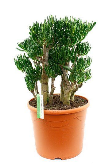 Crassula horntree