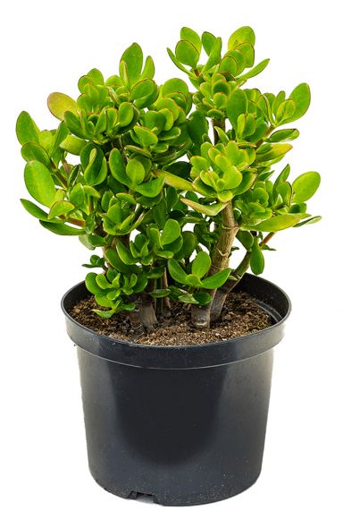 Crassula ovata 2