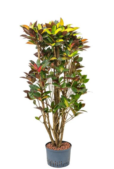 Croton iceton kamerplant 2