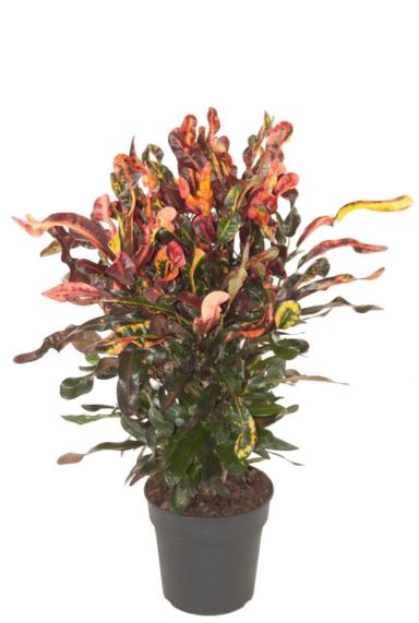 Croton mammi kamerplant 1