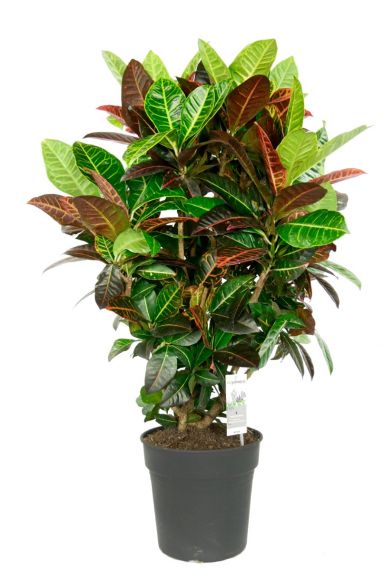 Croton petra kleurijke kamerplant