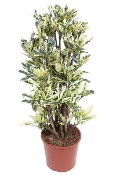 Croton tamara kamerplant