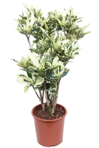 Croton tamara plant