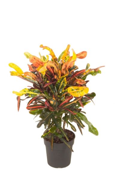 Croton variegatum mammi 1