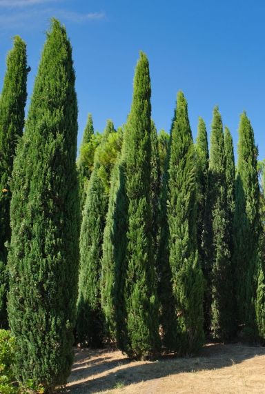 Cupressus sempervirens tuinplant 1