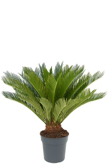 Cycas kamerplant van 55 cm kopen? -