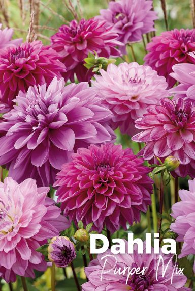 Dahlia purper mix bloembollen