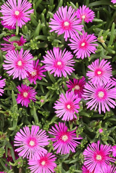 Delosperma coopei table mountain tuinplant