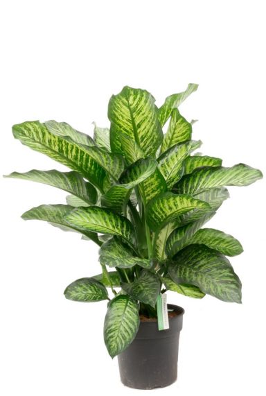 Dieffenbachia maroba