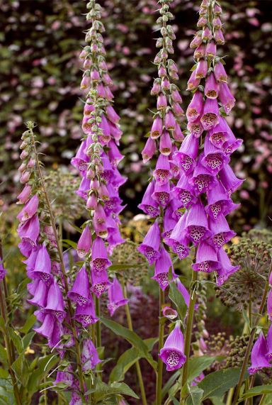 Digitalis purp gloxiniiflora tuinplant