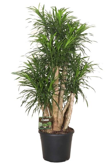Dracaena anita dikke stam