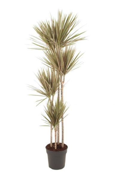 Dracaena Bicolor