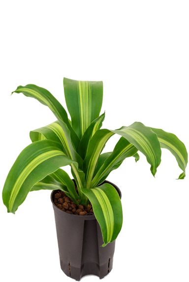 Dracaena burley drakenbloedboom hydro