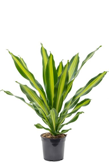 Dracaena burley kamerplant