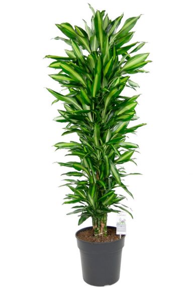 Dracaena cintho grote kamerplant