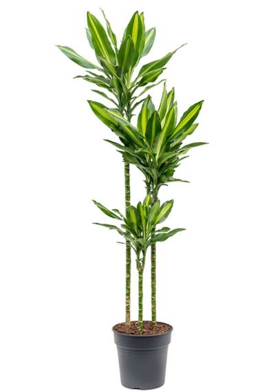 Dracaena cintho kamerplant 2