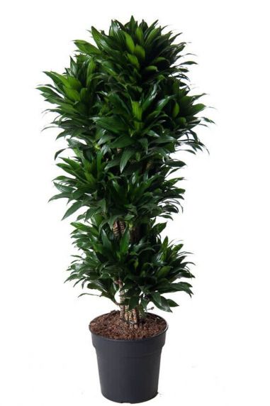 Dracaena compacta grote plant