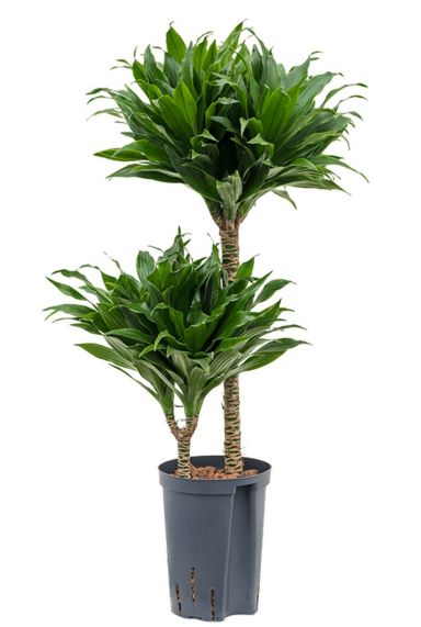 Dracaena compacta hydrocultuur kamerplant