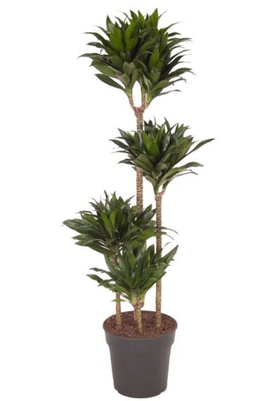 Dracaena compacta kamerplant 7