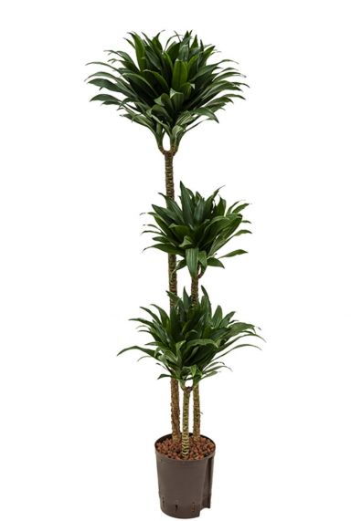 Dracaena compacta kamerplant 8