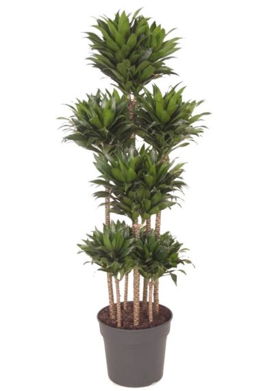 Dracaena compacta kamerplant 9
